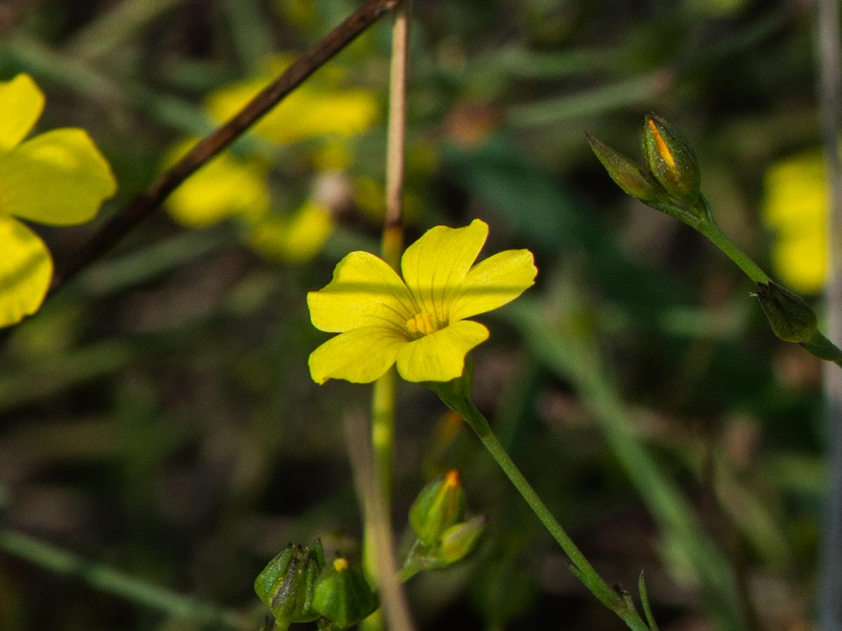 Blüte